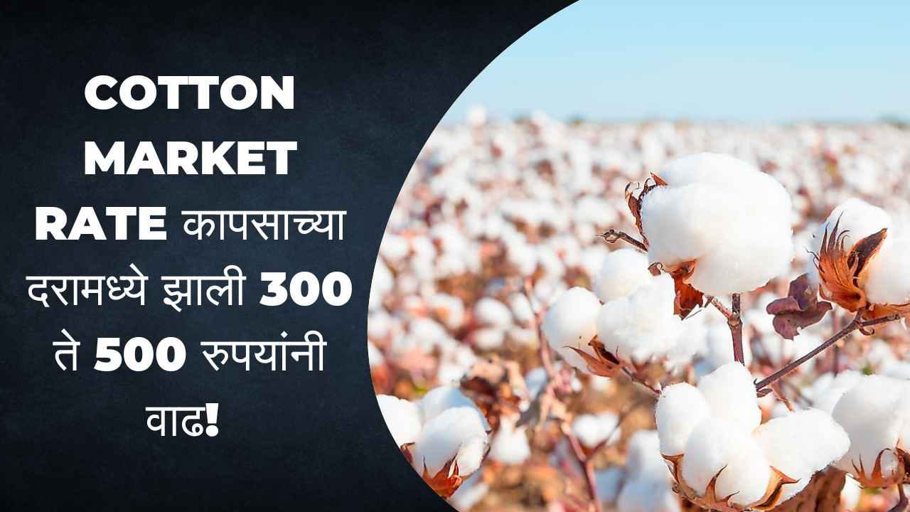 Cotton market rate कापसाच्या दरामध्ये झाली 300 ते 500 रुपयांनी वाढ!