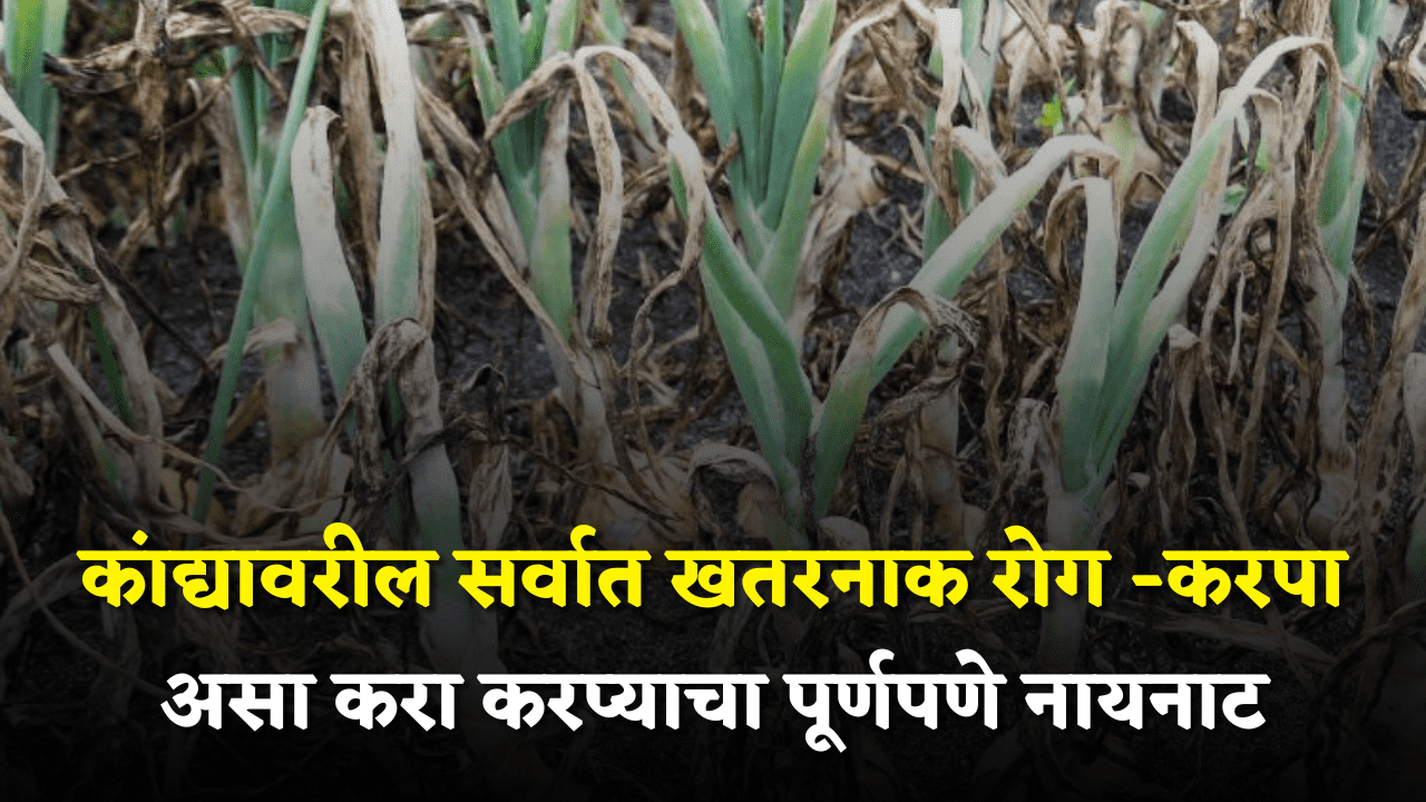 Crop Management: कांद्यावरील सर्वात खतरनाक रोग -करपा! असा करा करप्याचा पूर्णपणे नायनाट;