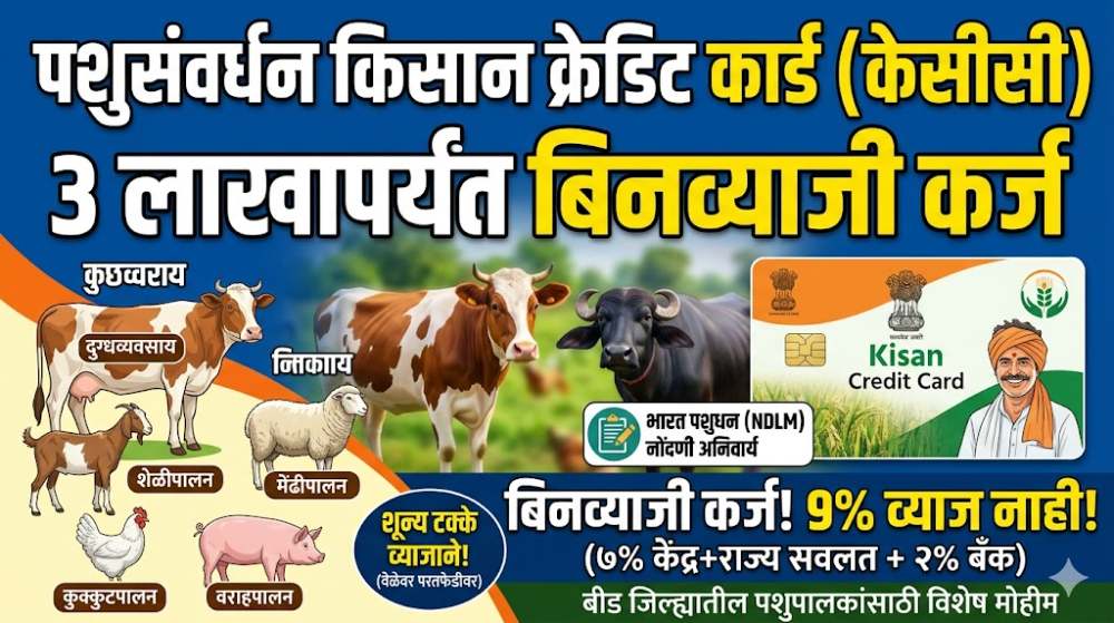 शेळी-मेंढीपालनासाठी सरकार देतंय विनातारण ६० हजारांपासून ३ लाखांपर्यंत बिनव्याजी कर्ज.